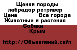 Щенки породы лабрадор ретривер › Цена ­ 8 000 - Все города Животные и растения » Собаки   . Крым